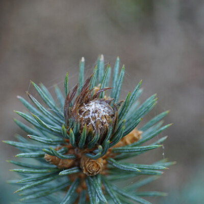 Picea pungens 'Baby Blue' (1)